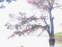 -大屏嶂森林公园
