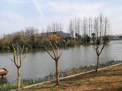 -上海长兴岛郊野公园