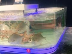 -盒马X会员店(上海森兰商都店)