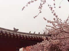 -桃花堤公园