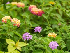 -白石龙音乐公园