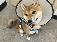 -宠颐生汉谟拉比宠物医院