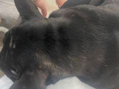 -共舞时光猫咖·狗咖(新街口店)