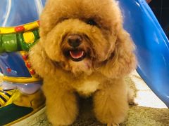 -more than meow吴止猫主题餐厅(承德 中船汇店)