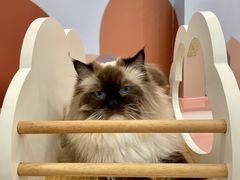 -1013 PET SHOP 宠物商店(近铁城市广场店)