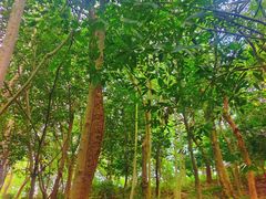 -上海佘山国家森林公园天马山园