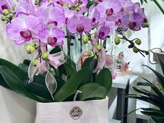 -循礼门鲜花花市(武汉循礼门店)