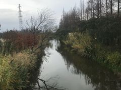 -上海长兴岛郊野公园