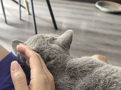 -猫大福·Fortune Cat猫舍(百子湾店)