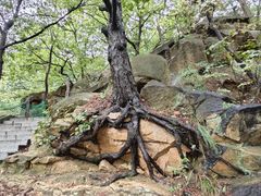 -沂蒙山旅游区云蒙景区(蒙山国家森林公园)