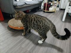 -瑞派康怡24h宠物医院·犬猫医疗中心·微创绝育(瑞景分院)
