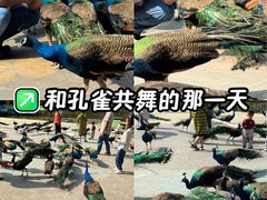 -西双版纳原始森林公园