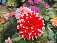 -宝鸡东道花鸟鱼虫市场(吉利花园商场店)