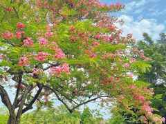-中国科学院西双版纳热带植物园