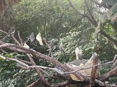 -广州长隆飞鸟乐园