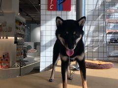 -柴务处·柴犬主题狗咖