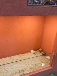 -卡通尼·Safari非洲探索乐园·生日会(金桥国际商业广场店)