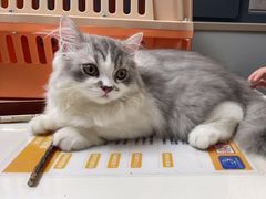 -伟伟宠物医院·CT影像中心·瑞派犬猫综合性门诊(汉口总院)