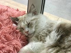 -李小姐の猫咖啡馆(五角场店)