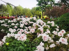 -莲花池公园