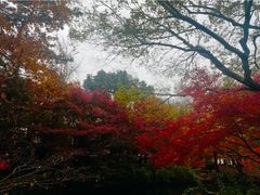 -秋霞圃