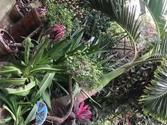 -呀路古热带植物园