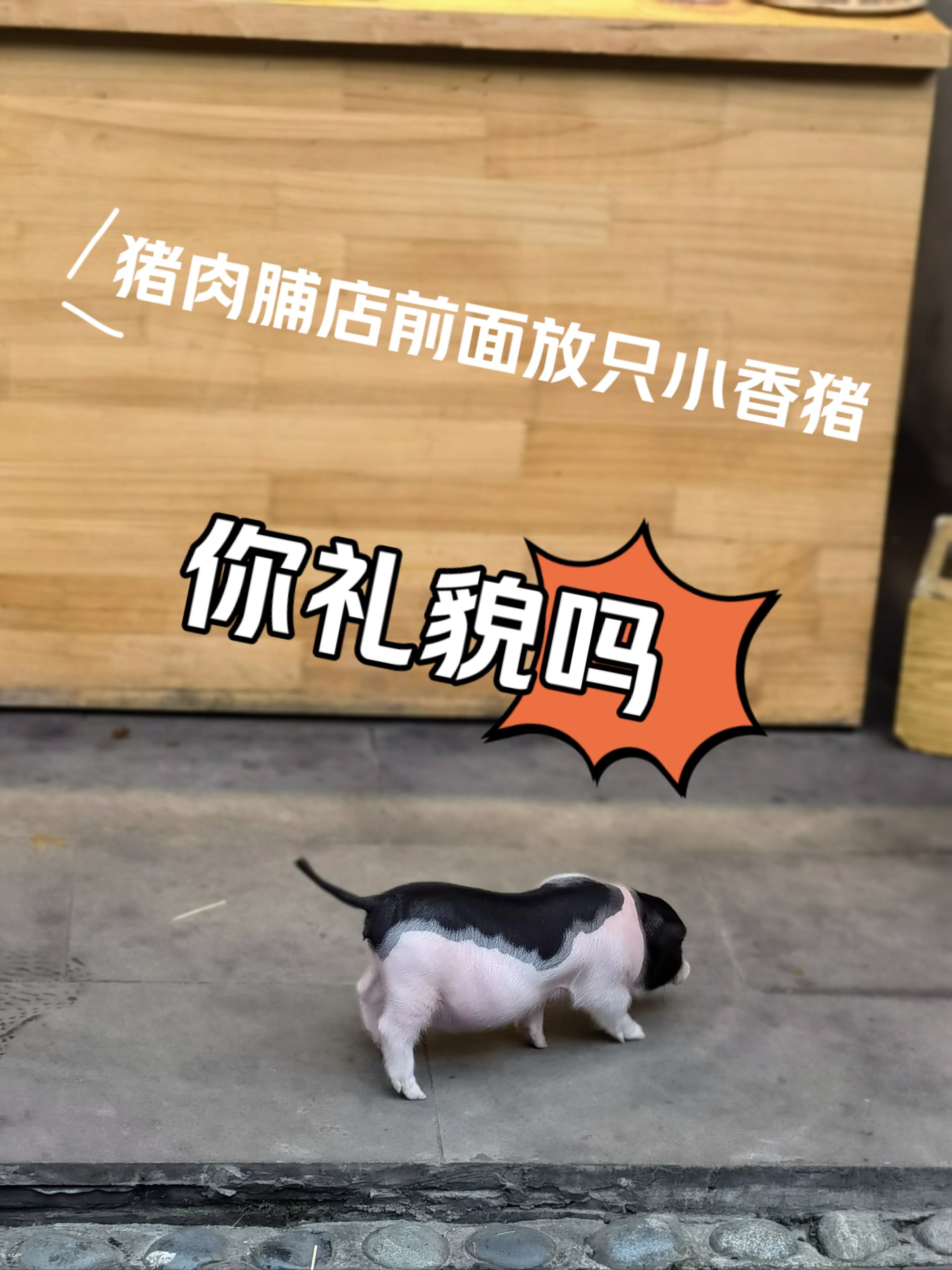 小香猪吃饭图片