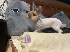 -宠物兔专门店(天丰利市场店)