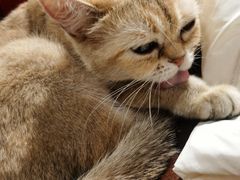 -猫小院猫主题餐厅(三里屯店)