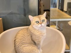 -有喵·猫咖·狗咖·40+猫狗有小奶狗(岗厦店)