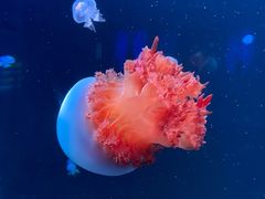 -福州罗源湾海洋世界旅游区