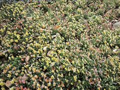 -杨高南路(地铁站)