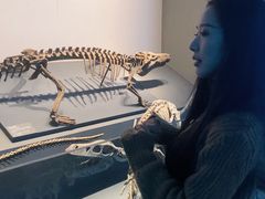 -自贡恐龙博物馆