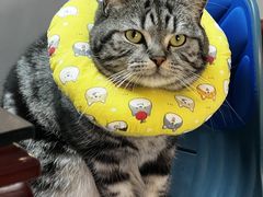 -艾贝尔宠物医院 ·内科全科(梁溪路店)