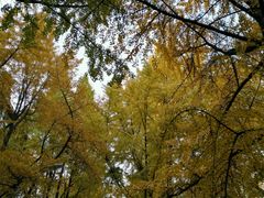 -四川大学(华西校区)