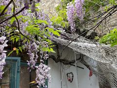 -喵屿·大理花园猫咖