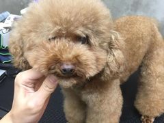 -PETKIT小佩宠物(古北店)