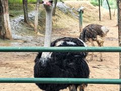 -青藏高原野生动物园