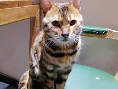 -猫小院猫主题餐厅(南锣旗舰店)