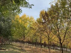 -永定河休闲森林公园