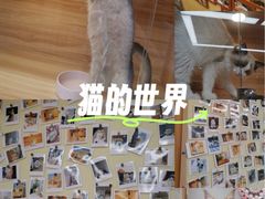 -猫十亿·布偶金渐层·曼基康矮脚猫舍(青年路店)