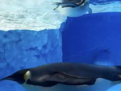 -海合安成都极地海洋公园