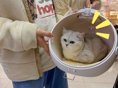 -翊宠yipet猫狗购宠庄园犬舍•猫舍