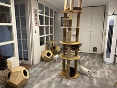 -楼上猫咖(罗湖店)