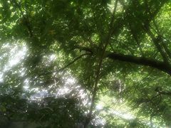 -青峰峡国家森林公园