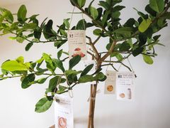 -Oasis coffee燕谷咖啡(公信店)