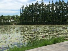 -上海长兴岛郊野公园