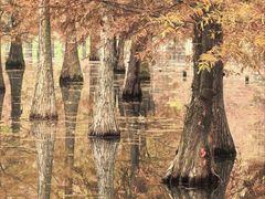 -白鹭湾湿地公园