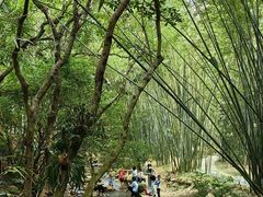 -深圳仙湖植物园