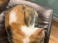 -猫小院猫主题餐厅(三里屯店)
